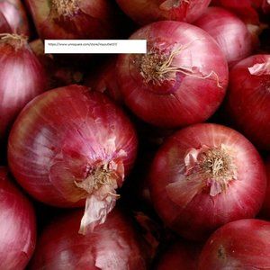 Red Creole Onion Seeds - Vegetable Seeds - BOGO